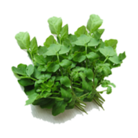 Nasturtium officinale